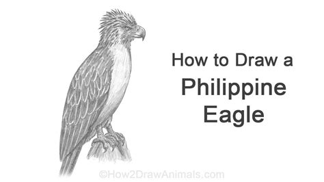 How to Draw the Philippine Eagle .